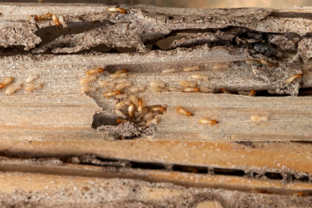 Best Best Pest Control Companies  in Alexandria, LA